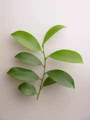 サカキ　Leaves of Sakaki Tree