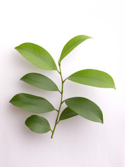 サカキ　Leaves of Sakaki Tree