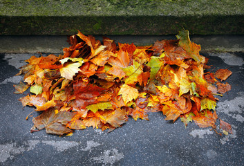 herbstblätter