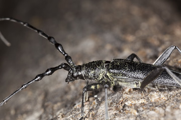 Capricorn beetle (Cerambyx scopolii) Macro photo.