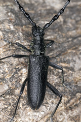 Capricorn beetle (Cerambyx scopolii) Macro photo.