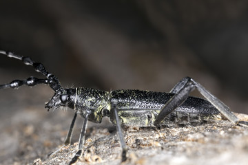 Capricorn beetle (Cerambyx scopolii) Macro photo.