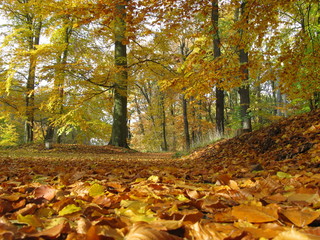 Herbstlicher Wald