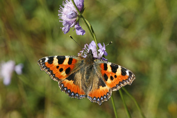 Nymphalis urticae, Kleiner Fuchs, Small Tortoisehell