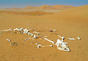 Kamelskelett, Rub al Khali, Oman
