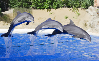 Obraz premium Delfines saltando.