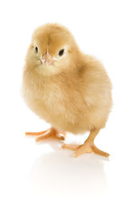 Naklejka premium Baby chicken