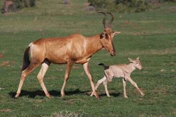 Baby Red Hartebeest Antelope and Mom