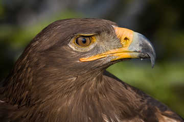 Steppenadler