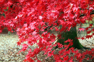 Brilliant red leaves