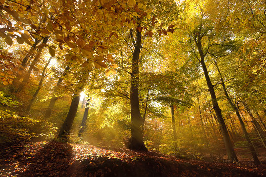 Herbstliche Stimmung Sonnenlicht im Wald 2