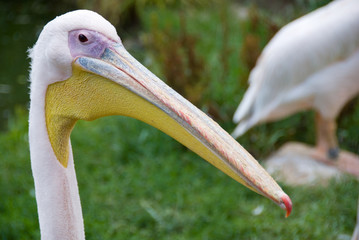 London Zoo