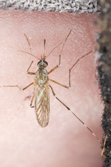 Extreme close-up of mosquito sucking blood.