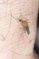 Extreme close-up of mosquito sucking blood.