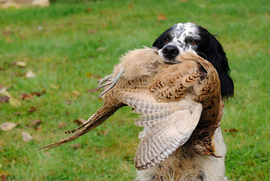 setter anglais rapportant un faisan