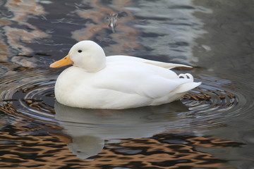 White duck swimming refected in water