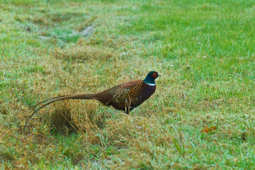 Fasan (Phasianus colchicus)