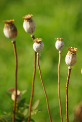 Saatknospen der Mohnpflanze