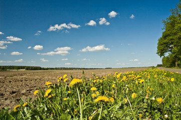 Norddeutschland, Acker, Löwenzahn, Frühling