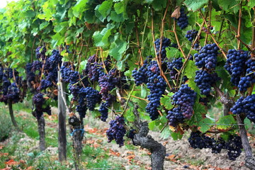 Weinreben