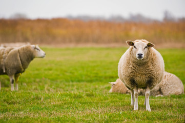 Schafe auf einer Weide auf der Insel Texel