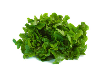Oak Leaf Lettuce