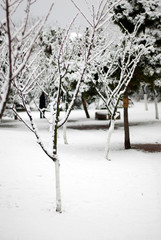 white snow coverd the trees