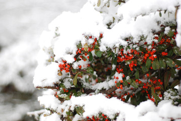 white snow covered the berries tree