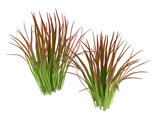 Imperata
