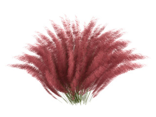 Hairawn_muhly_(Muhlenberga_capillaris)