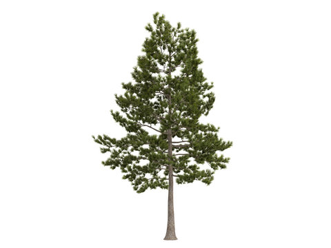 Loblolly_pine_(Pinus_taeda)