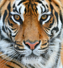 Obraz premium Tygrys wygląda blisko. Głowa tygrysa