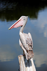 Pelican