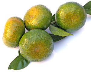 mandarines bio