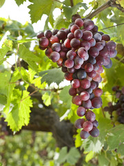 red grapes on vine