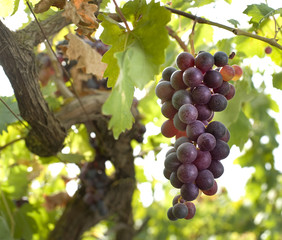 Fototapeta premium red grapes on vine