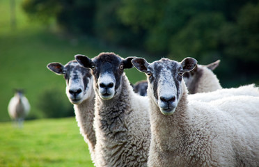 Three sheep in a row - focus on the right sheep