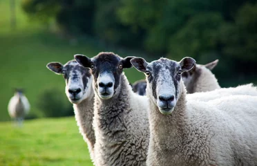Foto auf Acrylglas Schaf Drei Schafe hintereinander - Konzentriere dich auf das richtige Schaf