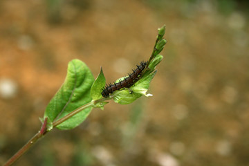 caterpillar on leaf