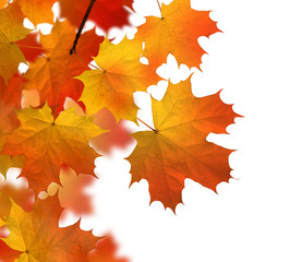 Naklejka na ściany i meble autumn - leaves - colors