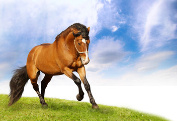 beautiful stallion galloping