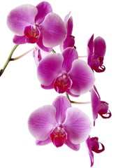 Fototapeta na wymiar bunch of purple orchids