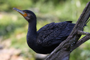 Kormoran