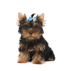 Yorkshire terrier puppy on white background