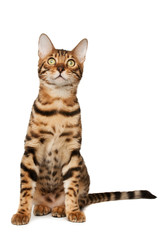 Bengal cat
