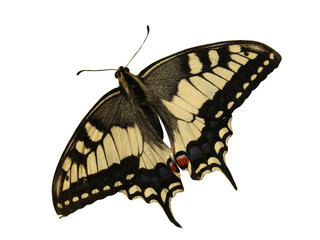 Old World Swallowtail (Papilio machaon)