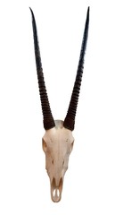 Skull of oryx