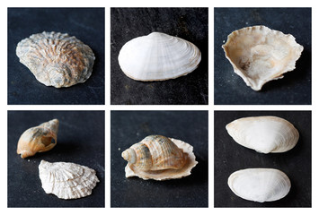 Sea shells
