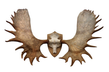 Horns of North Siberian Elk