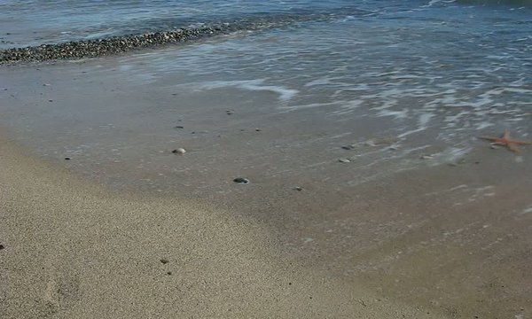 ESTRELLA DE MAR